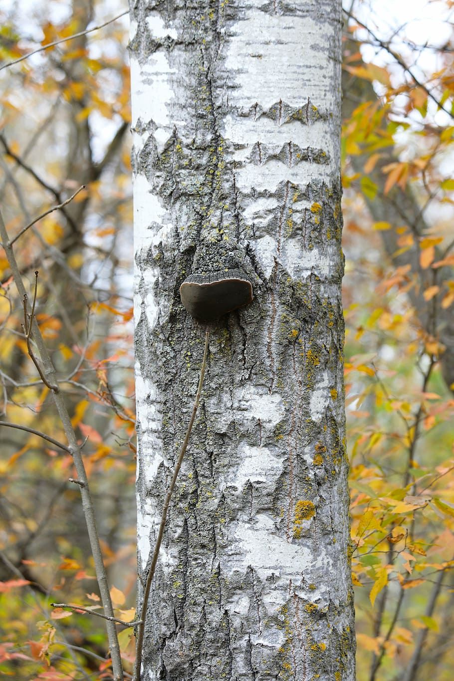 birch, birch tree, trunk, color, leaf, autumn, fall, white bark HD wallpaper