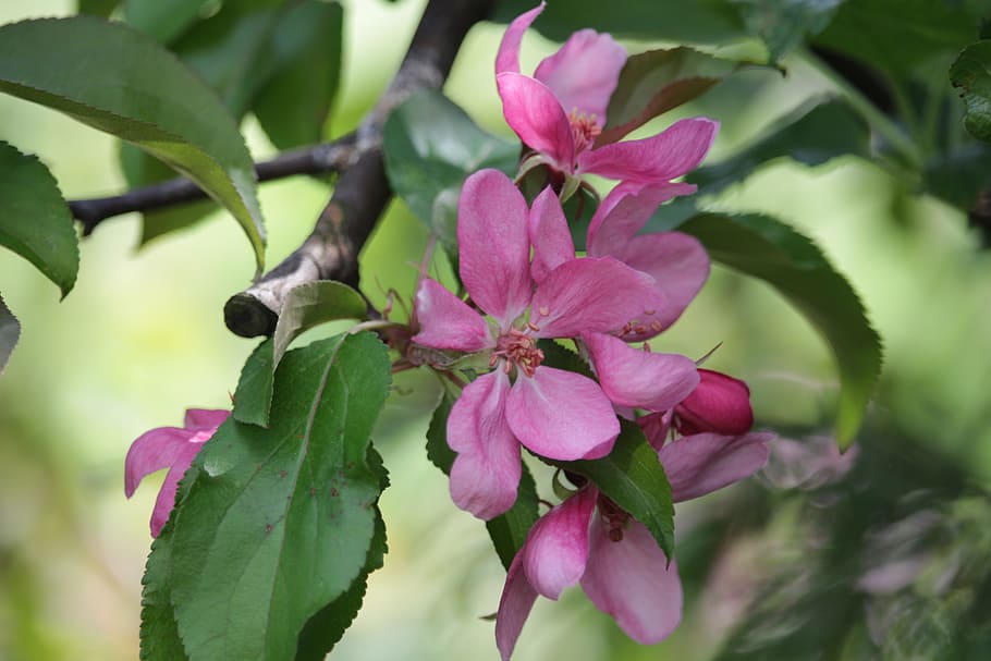 Spring, Flower, Apple, Sad, Garden, Tree, apple flower, natural HD wallpaper