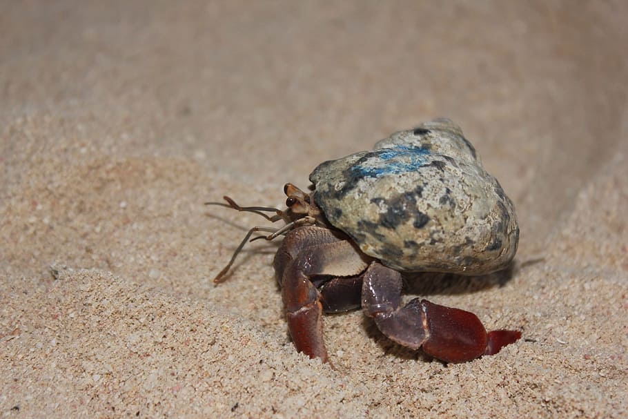 hermit crab crawling on sand, ocean, animals, marine, shell, crustacean, HD wallpaper