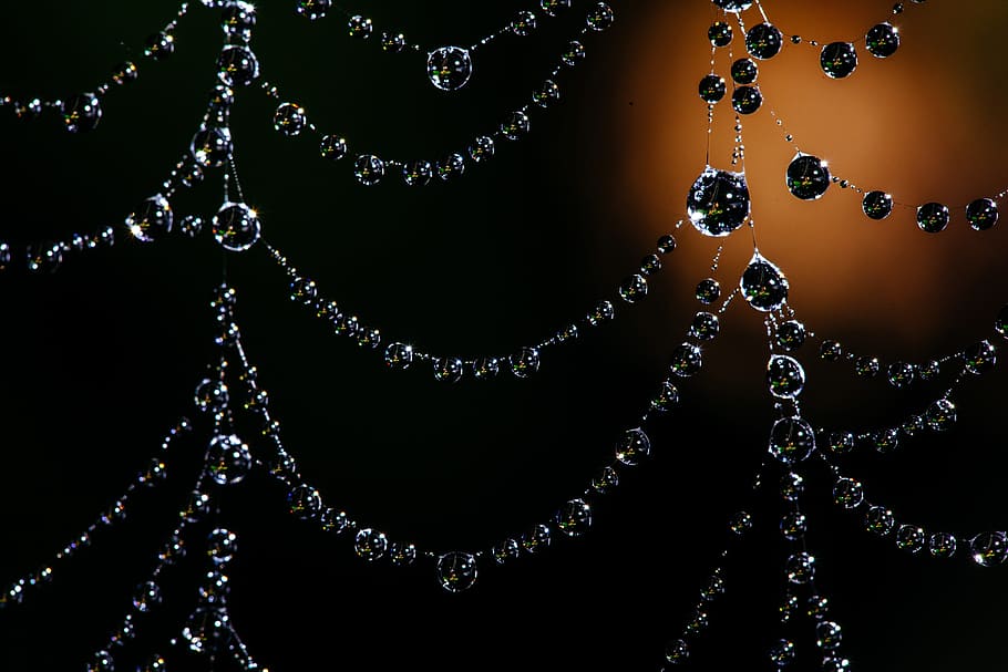 closeup photo of spider web with dewdrops, bokeh, nature, insect HD wallpaper