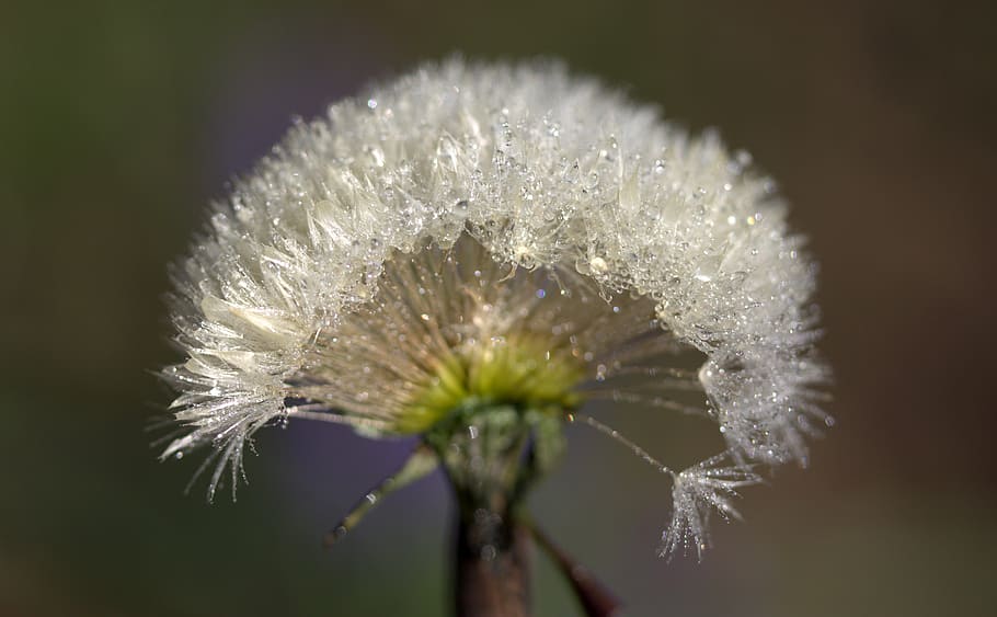 bokeh photography of dandelion, drops, dew, plant, wet, flower HD wallpaper