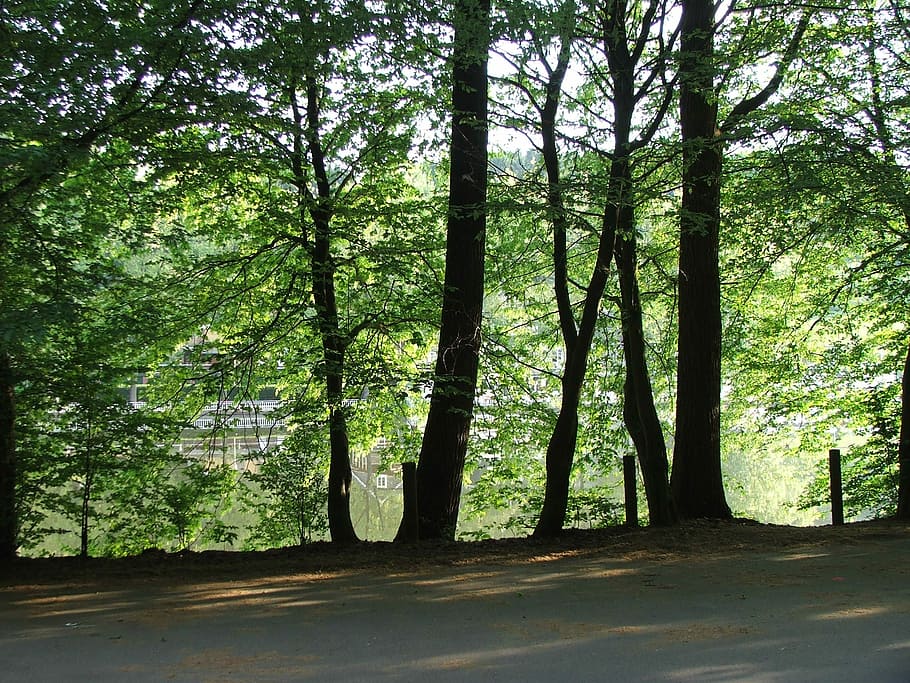 Forest, Lake, Nature, Tree, Parking, more, idyllic, water, beautiful HD wallpaper