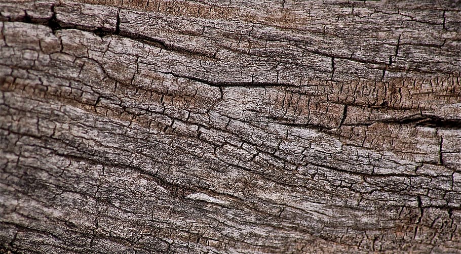 photo of tree trunk, dry, nature, forest, texture, full frame HD wallpaper