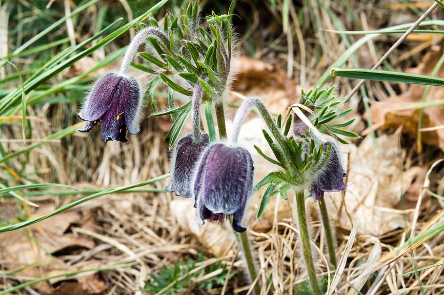 flower, spring, nature, grass, plant, growth, flowering plant HD wallpaper