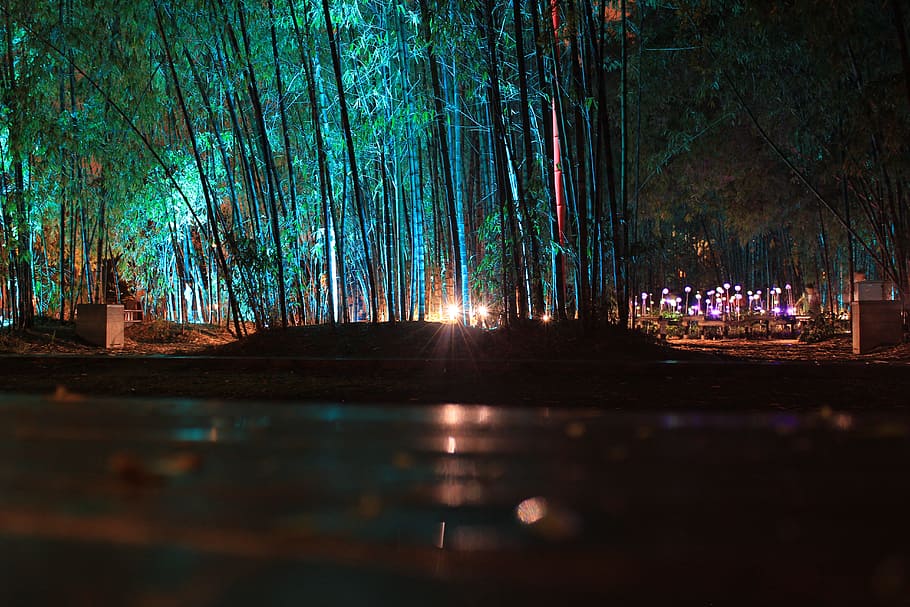 night, light, lights, lighting, tree, illuminated, plant, forest HD wallpaper