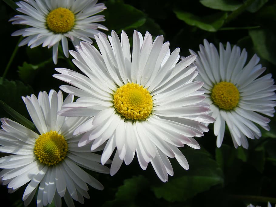 flower, white, nature, flowering plant, freshness, vulnerability HD wallpaper