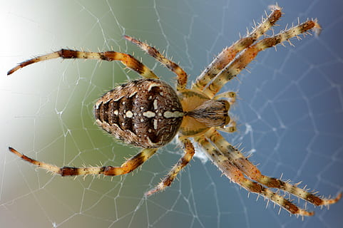 green and brown furrow spider, spin, web, nature, bug, animal HD wallpaper
