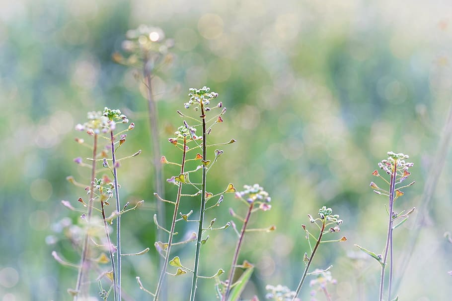 bloom, blooming, blossom, blur, bright, close-up, field, flora HD wallpaper