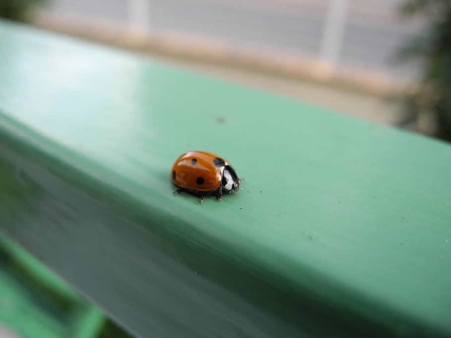 ladybug, animal, macro, beetle, insect, invertebrate, animal wildlife HD wallpaper