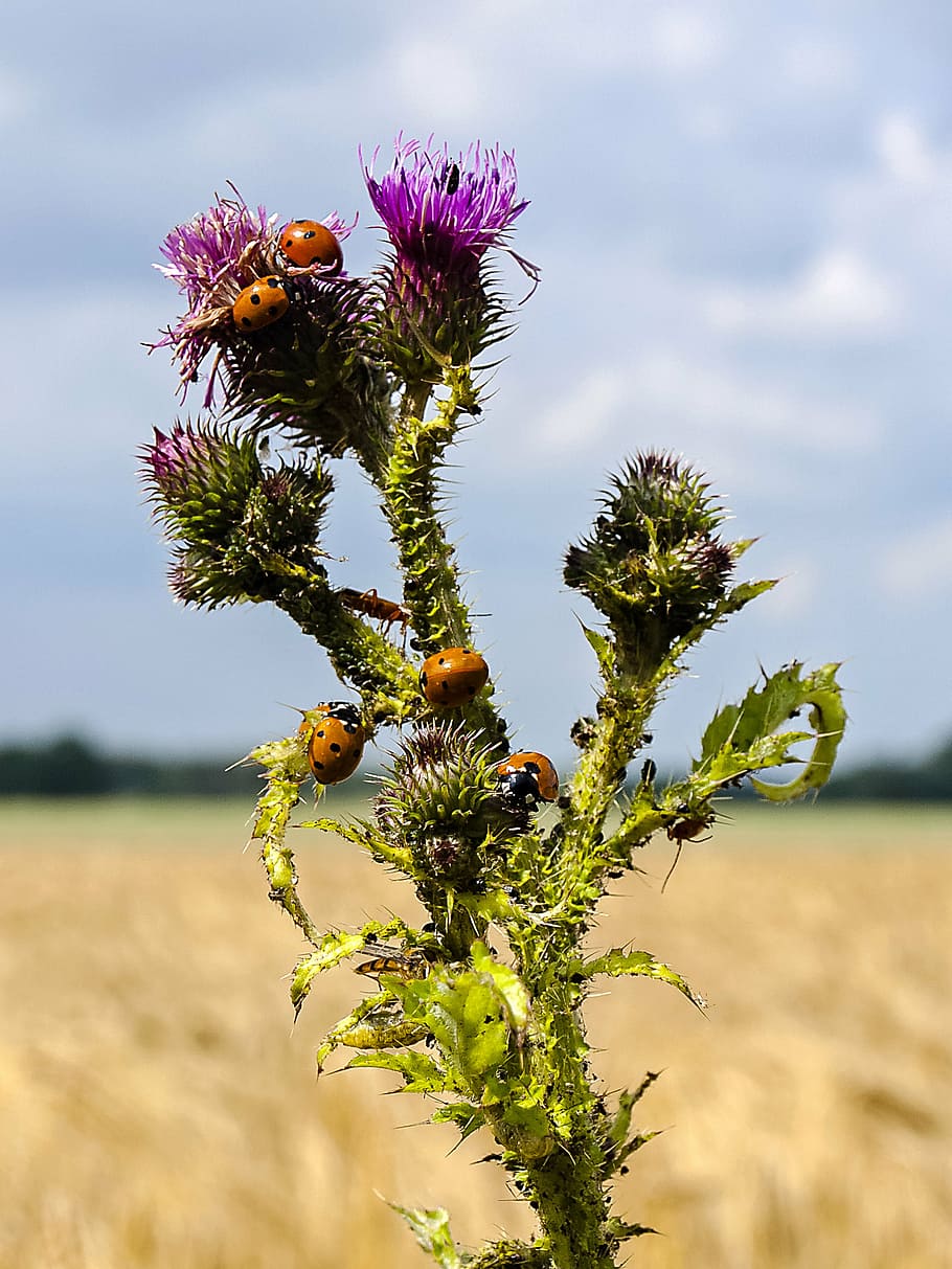 ladybug, beetle, insect, nature, animal, plant, flower, focus on foreground HD wallpaper