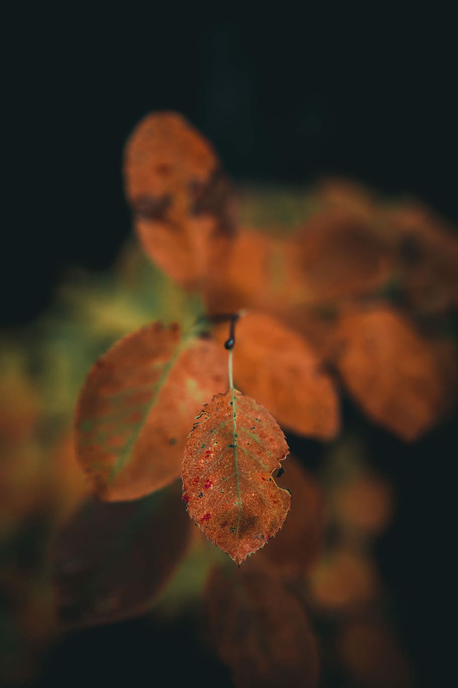 closeup photo of brown leaves, shallow focus photography orange leaves HD wallpaper