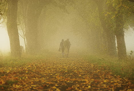 Person and Horse in Forest, backlit, countryside, daylight, environment HD wallpaper