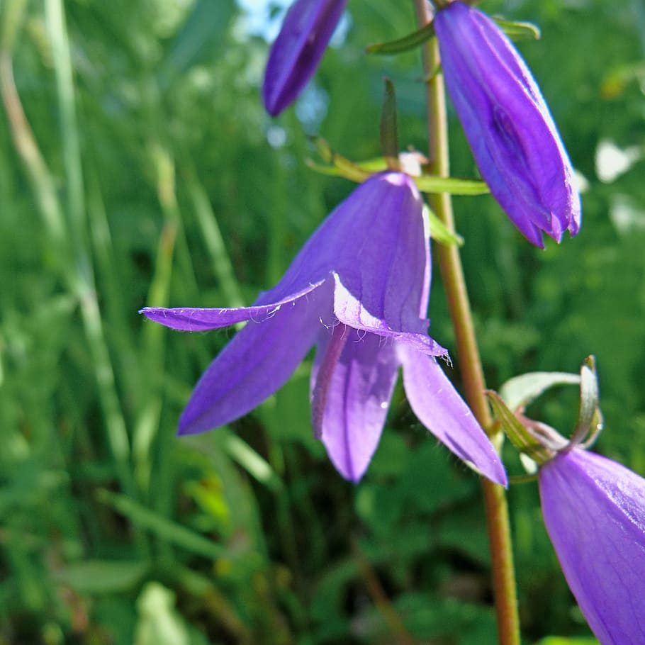 flowers, macro, nature, bell, summer, flowering plant, growth HD wallpaper