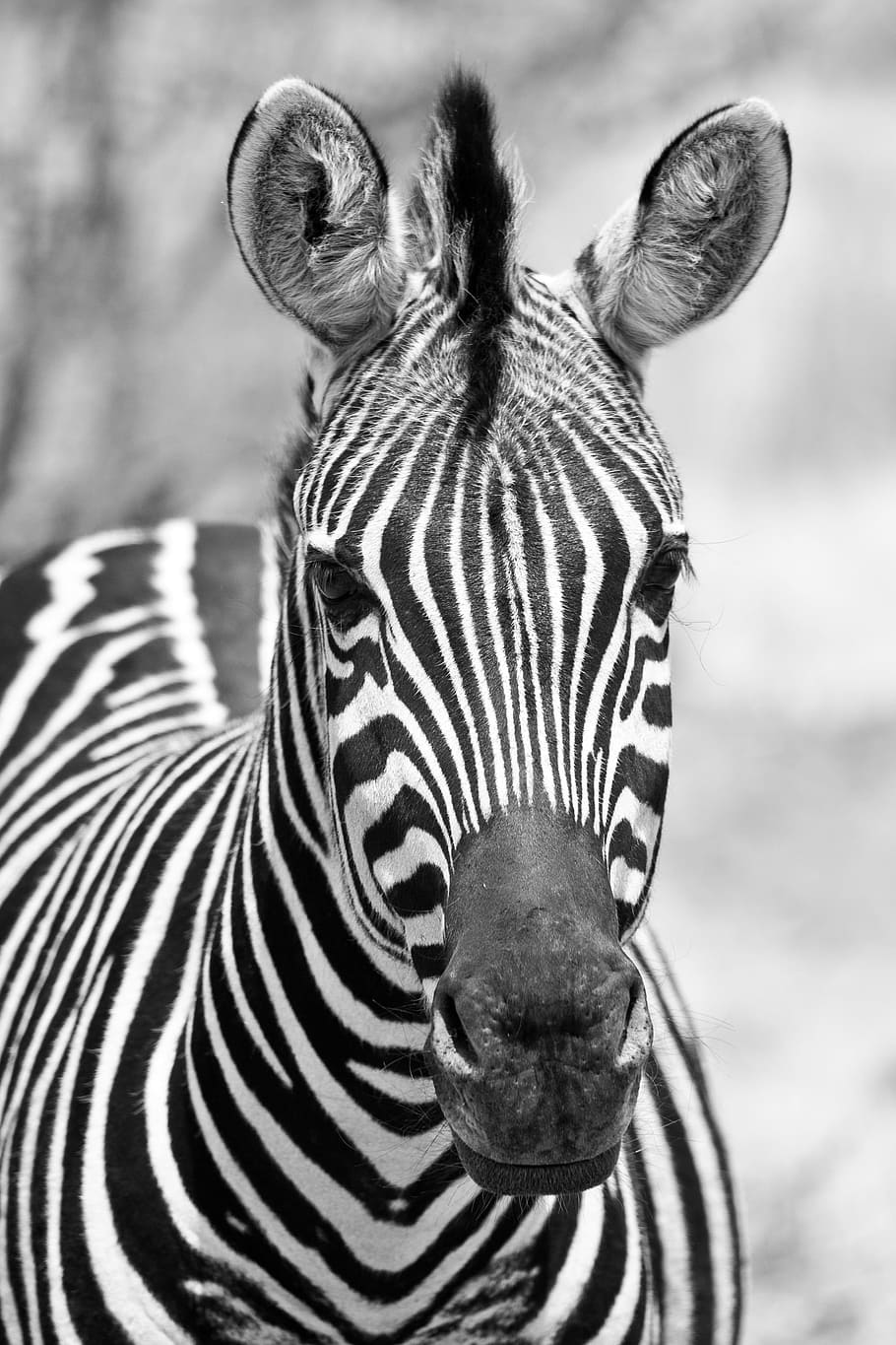 grayscale photo of zebra, monochrome, black white, pilanesberg national park