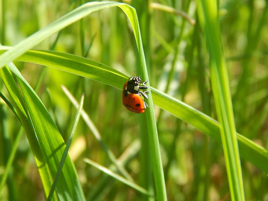 beetle, luck, animals, invertebrate, ladybug, insect, green color HD wallpaper