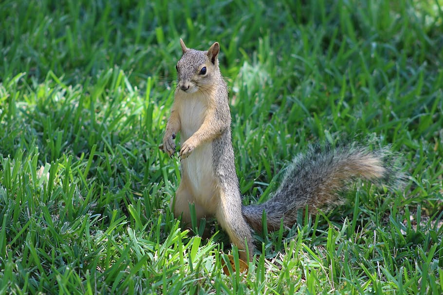 South, Texas, Fox, Squirrel, rodent, animal, mammal, nature HD wallpaper