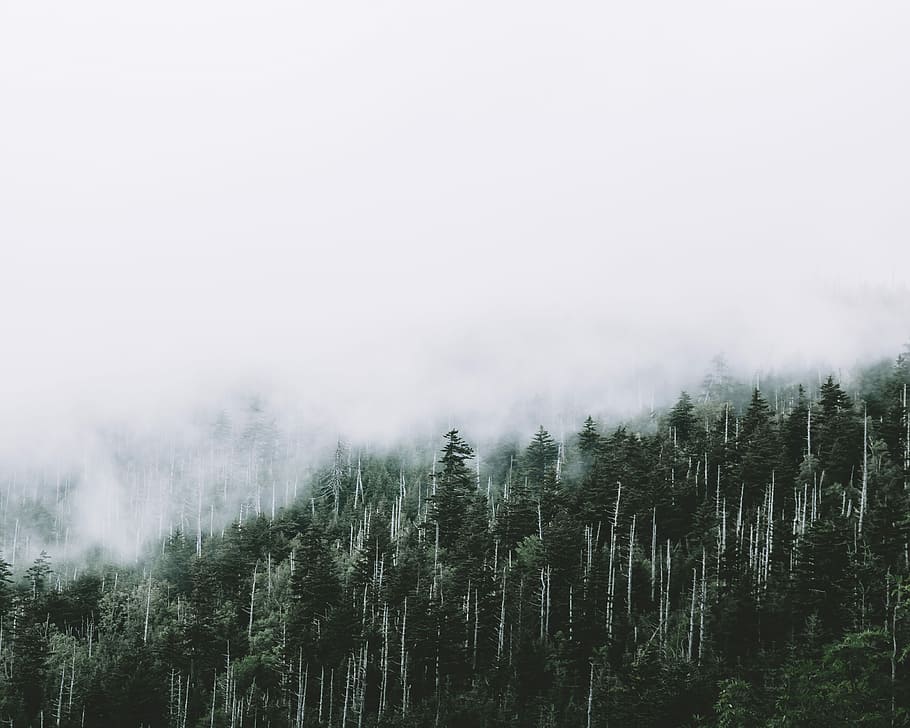 scenery of trees under a fog, trees covered in fog, woodland HD wallpaper