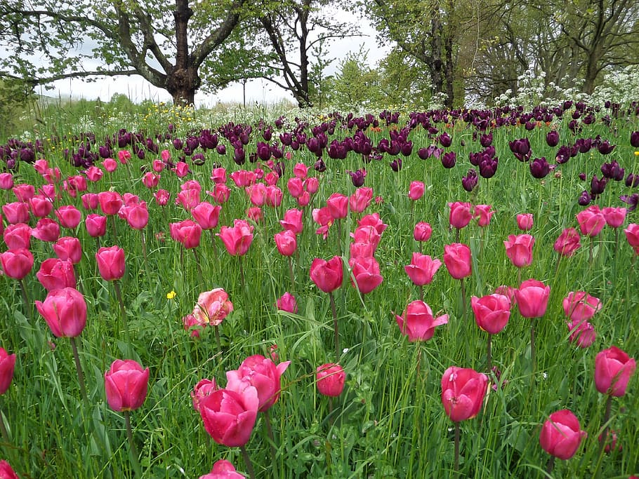 tulips, grass, meadow, mainau, spring, purple, blossom, bloom HD wallpaper