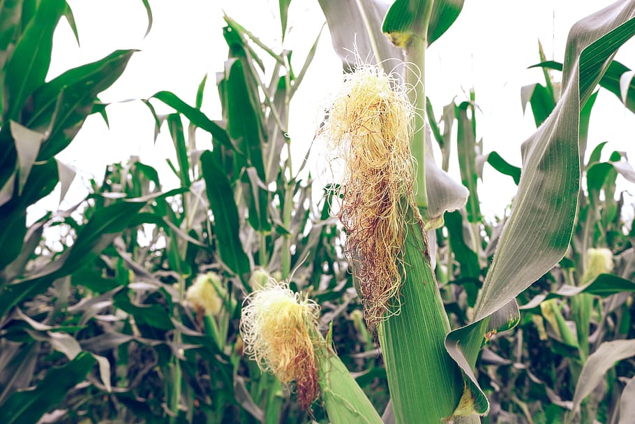 corn, farm, green, crop, food, harvesting, healthy, natural food HD wallpaper