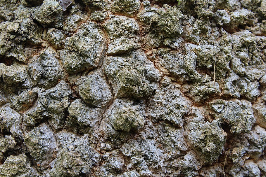 tree, the bark, invoice, surface roughness, the bark of the tree HD wallpaper