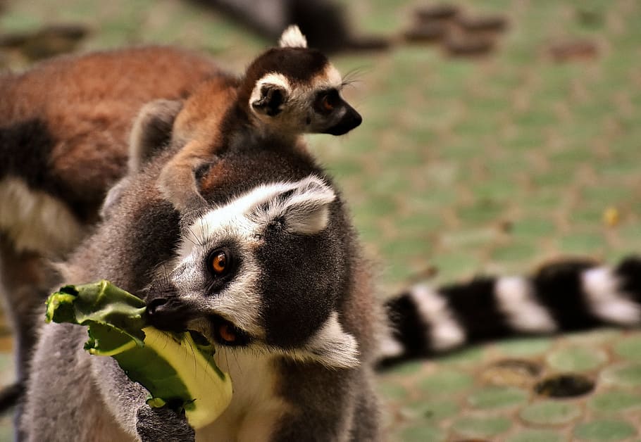 monkey, lemur, cute, eat, zoo, äffchen, sweet, animal, animal world HD wallpaper