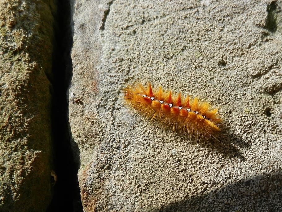 caterpillar, maple moth, colorful, animals in the wild, animal wildlife HD wallpaper