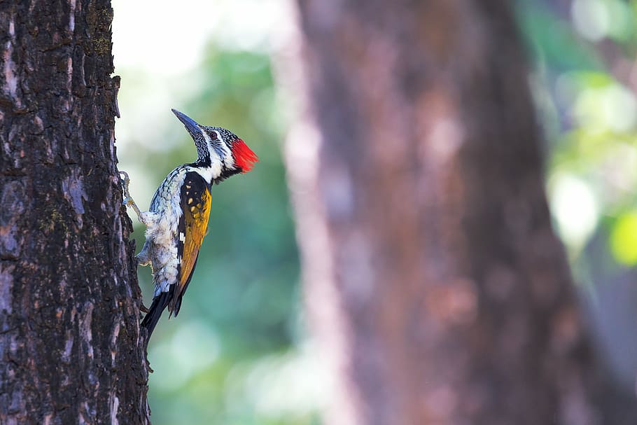 Lesser Goldenback, grey and yellow woodpecker on brown tree selective-focus photo HD wallpaper