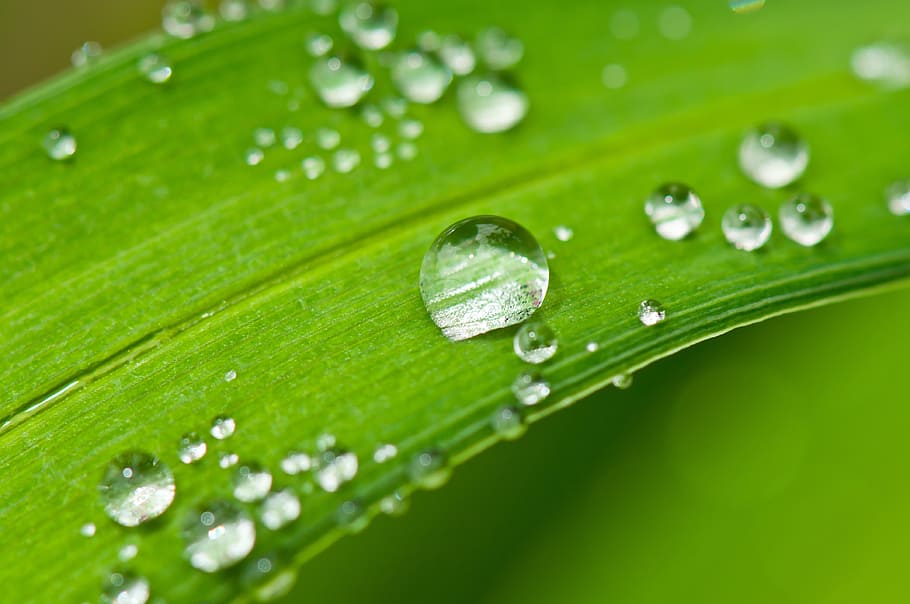 selective focus photograph of water dew, drip, dewdrop, drop of water, HD wallpaper