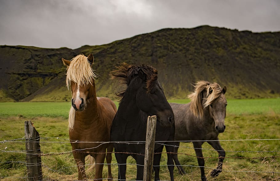 three assorted horses, three brown and black horses near fence on grass field