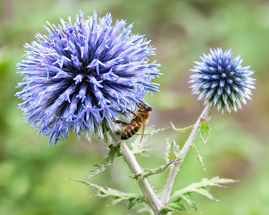 bee, thistle, blue, forage, macro, flower, flowering plant HD wallpaper