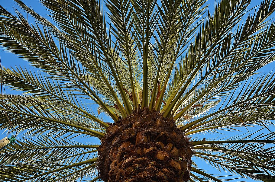 green tree, Palm, Tree, Date Palm, Shade Tree, Tribe, log, palm tree root HD wallpaper