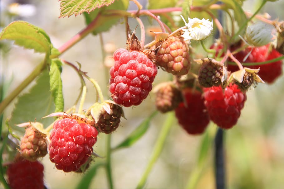 raspberry, raspberries, fruit, ripe, vine, red, close-up, harvest HD wallpaper