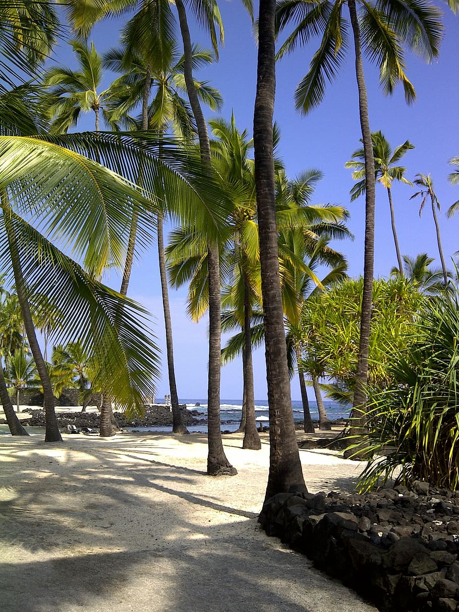 Hawaii, City Of Refuge, Beach, hawaiian beach, palm tree, sunlight, HD wallpaper