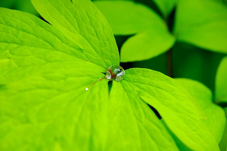 leaf, green, macro, raindrop, plant part, green color, close-up HD wallpaper