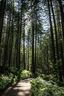 Forest, Path, Magic, Magical, Nature, natural, trees, woods HD wallpaper