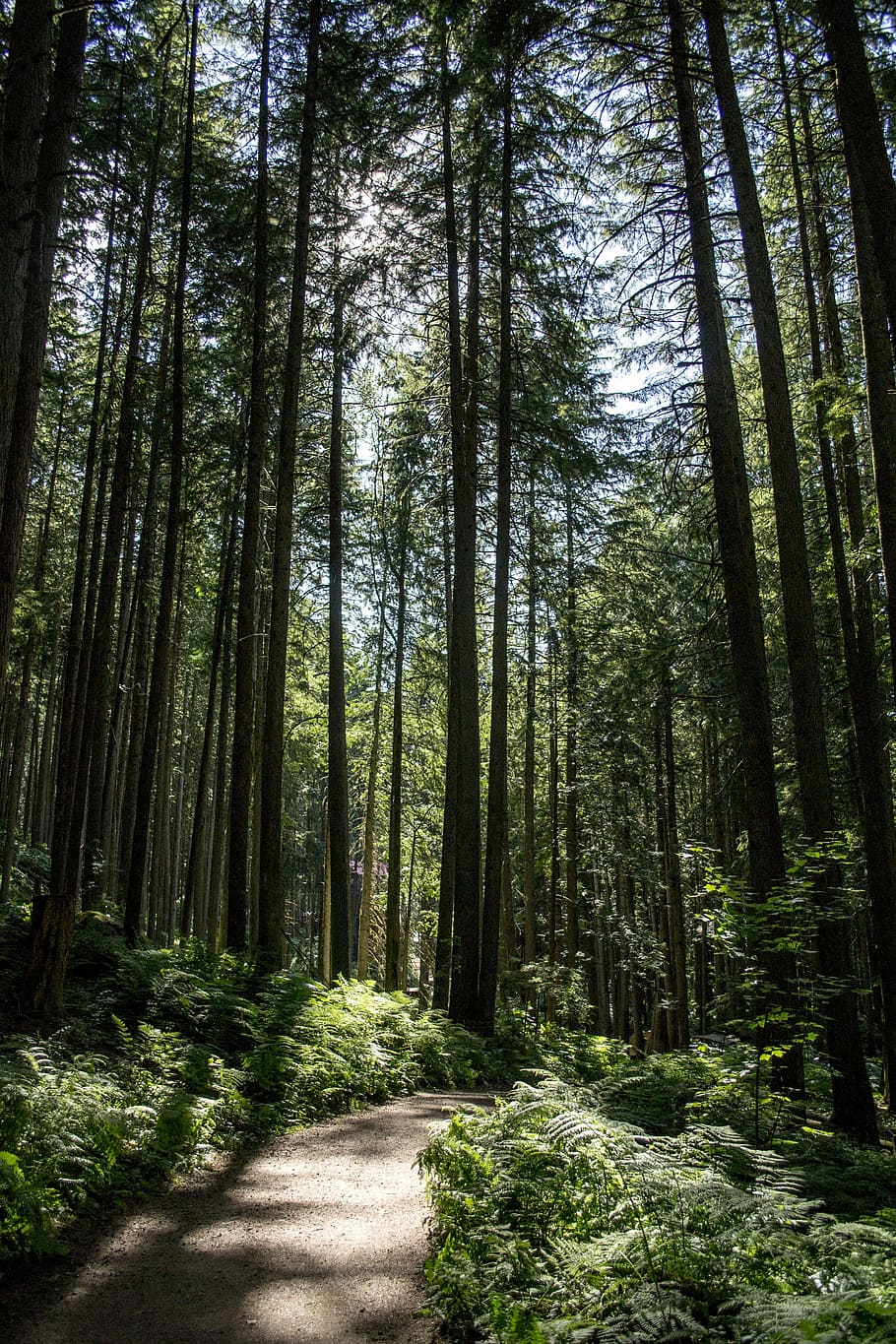 Forest, Path, Magic, Magical, Nature, natural, trees, woods HD wallpaper