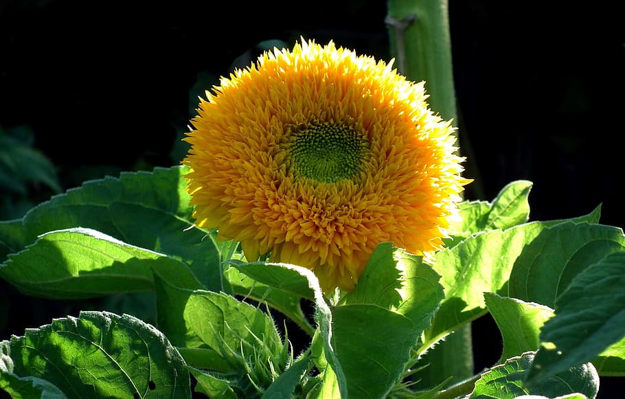 nature, flower, sunflower, dashing, yellow, plant, leaf, flowering plant HD wallpaper