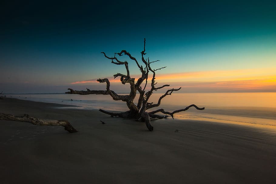 brown bare tree on beach, drift wood by the seashore during sunset, HD wallpaper