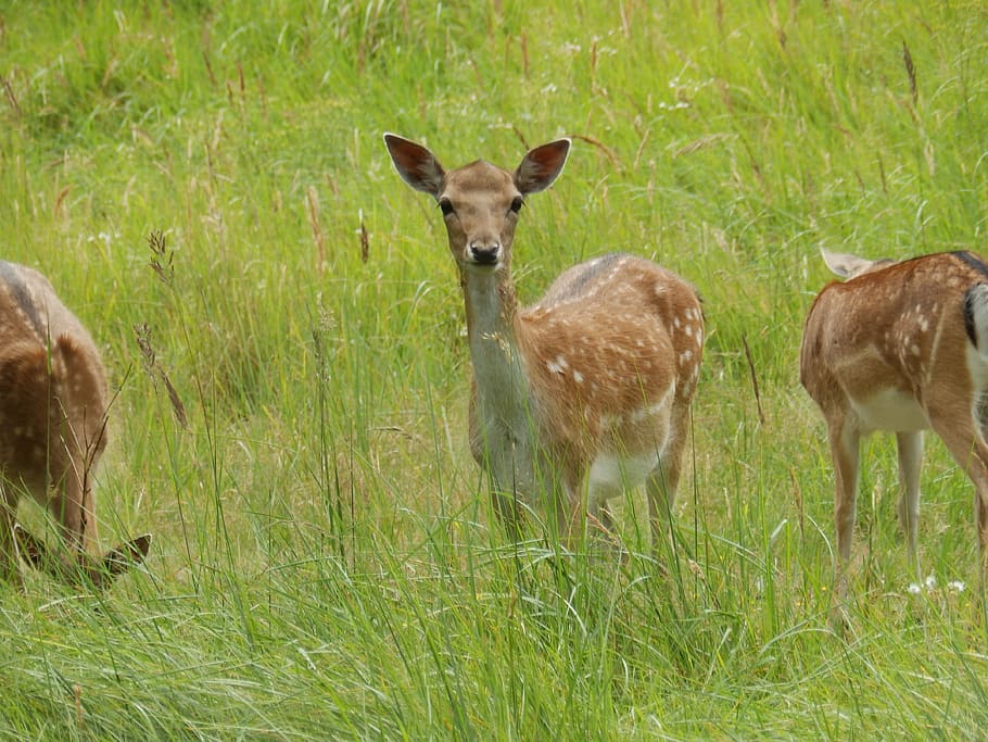 deer, nature, spring, wild, animal, wild life, grass, plant HD wallpaper