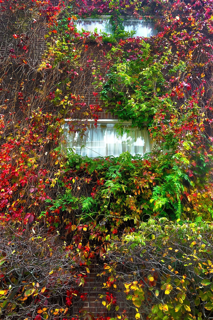 ivy, wall, vine, facade, brick, decorative, window, overgrown HD wallpaper
