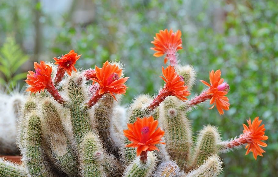cactus, spur, flowers, bloom, green, prickly, plant, thorns HD wallpaper
