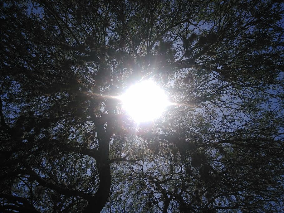 sunlight, look up, trees, sky, sunny afternoon, leaves, forest HD wallpaper