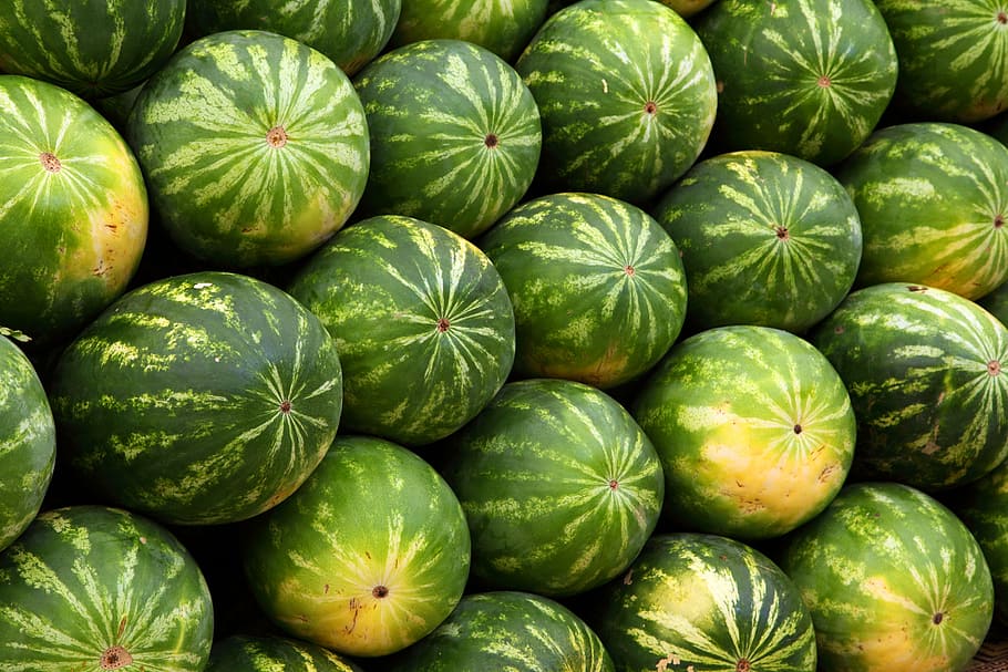 closeup photo of green watermelon fruits, background, backgrounds HD wallpaper