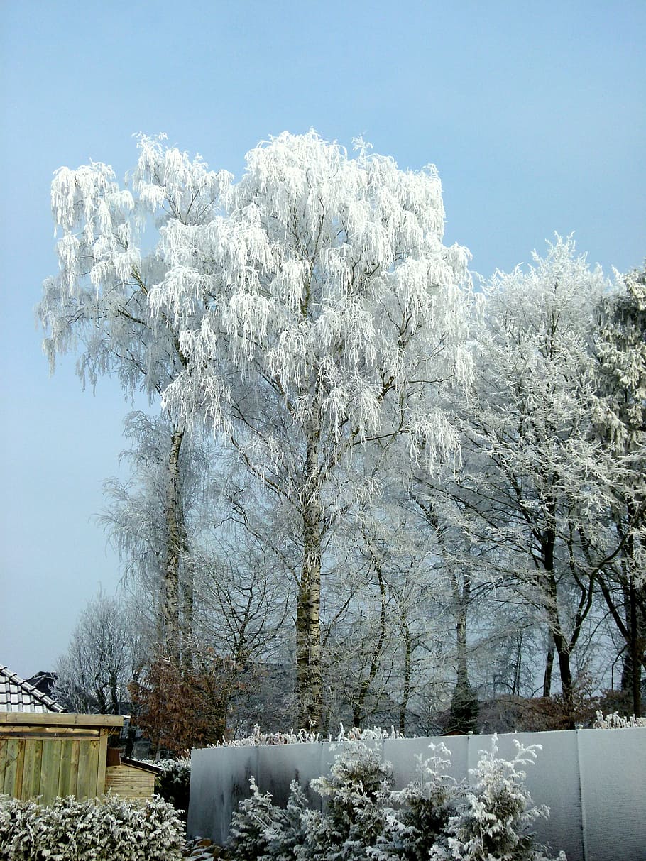 winter, ripe, wintry, cold, frozen, frost, winter dream, tree HD wallpaper