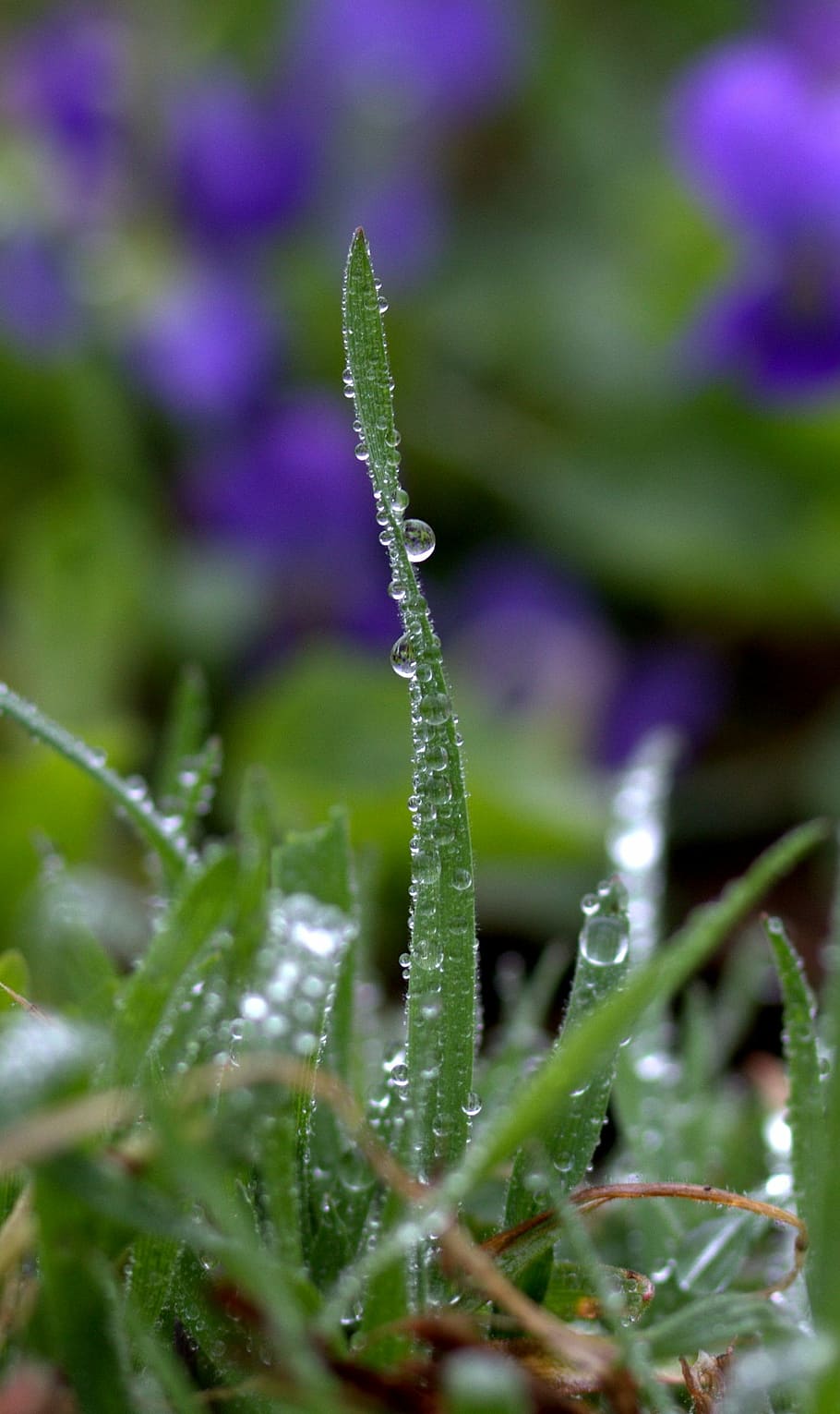 grass, drops, rain, green, macro, nature, plant, beauty in nature HD wallpaper