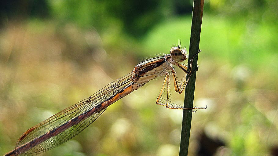 Dragonfly, Twig, Insect, Wing, Wildlife, bug, small, delicate HD wallpaper