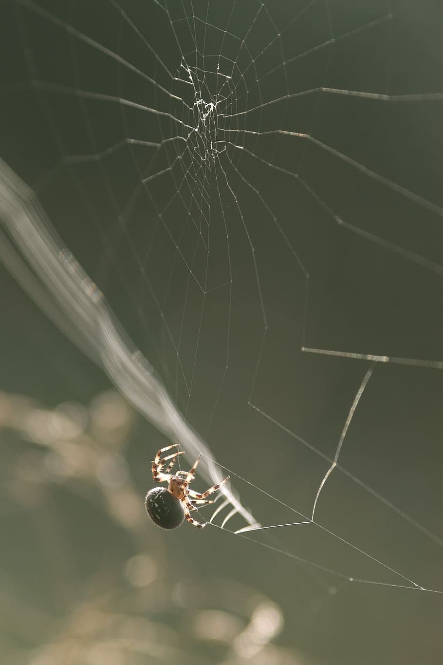 spider, nature, web, cobweb, arachnid, arachnophobia, spiderweb HD wallpaper