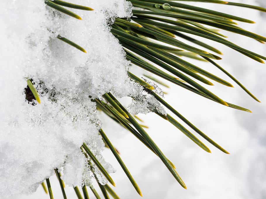spruce, green, leaf, plant, nature, ice, snow, winter, cold HD wallpaper
