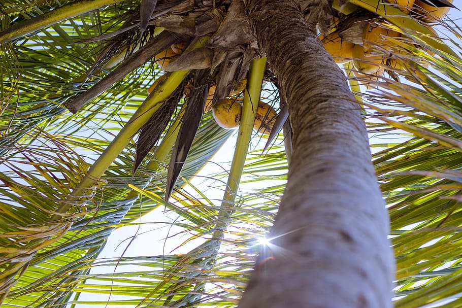 beach, blue, blue sky, coconuts, green, light, sun, tree, palm tree HD wallpaper