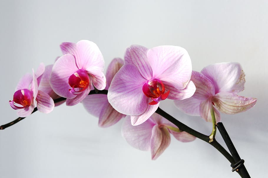 photo of bloom flowers, orchid, rosa, pink Color, nature, plant HD wallpaper